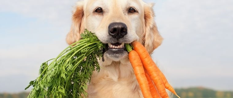 Chien et légumes